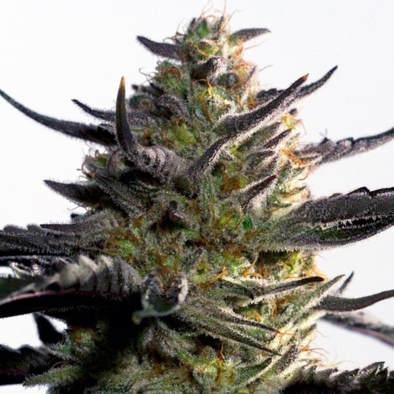 Blueberry OG seeds Leafly